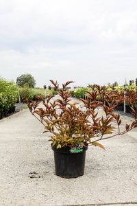 Sambucus nigra BLACK BEAUTY (PBR)