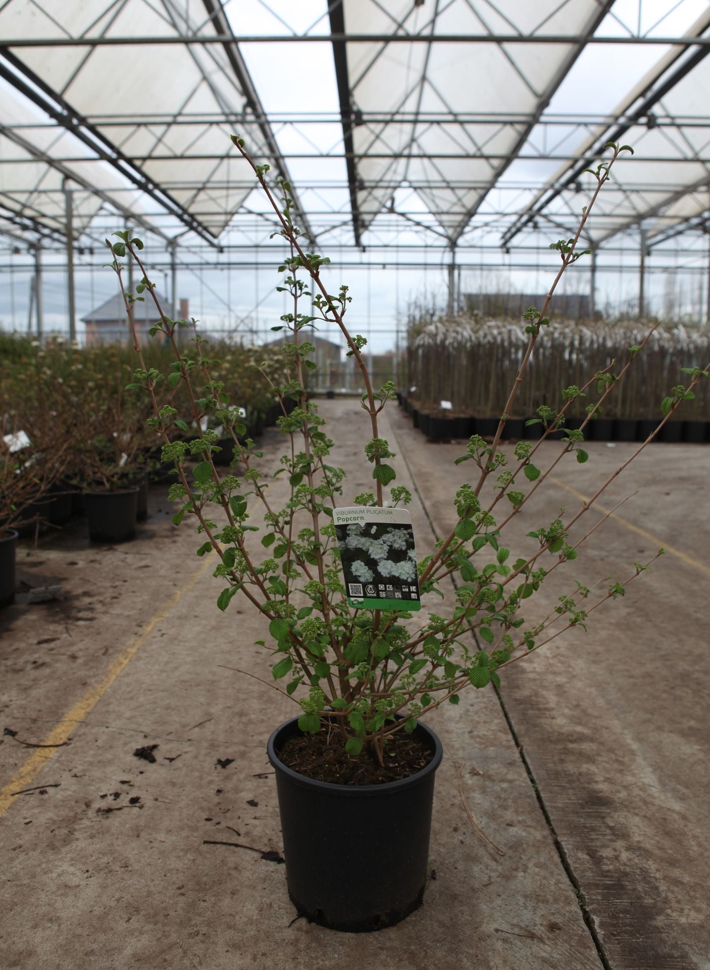 Viburnum plicatum 'Popcorn'