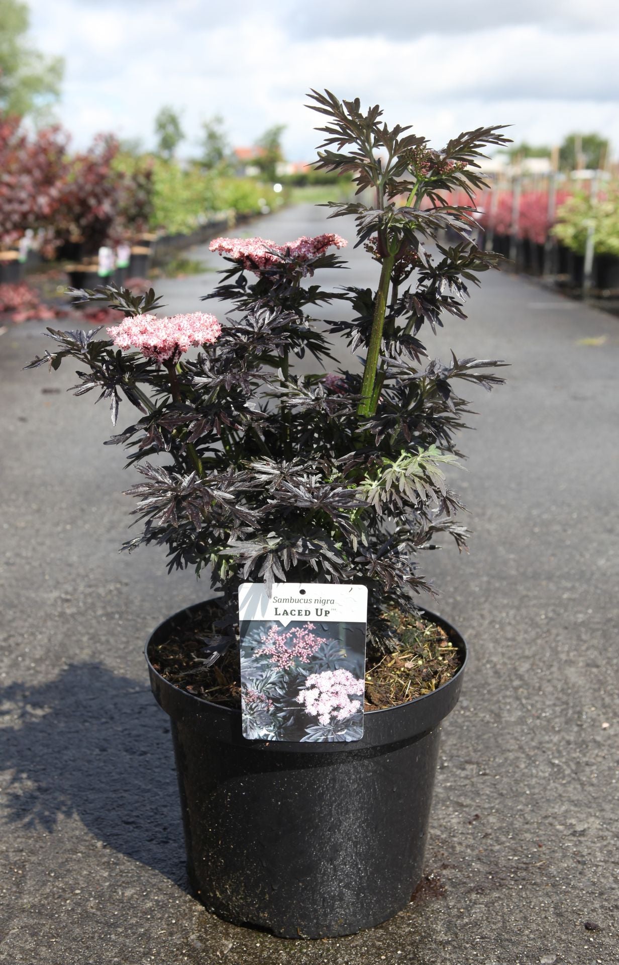 Sambucus nigra LACED UP (PBR)