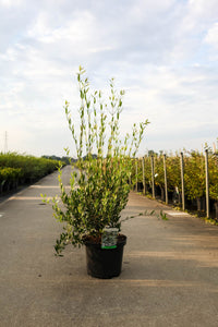 Prunus (L) lusitanica 'Angustifolia'