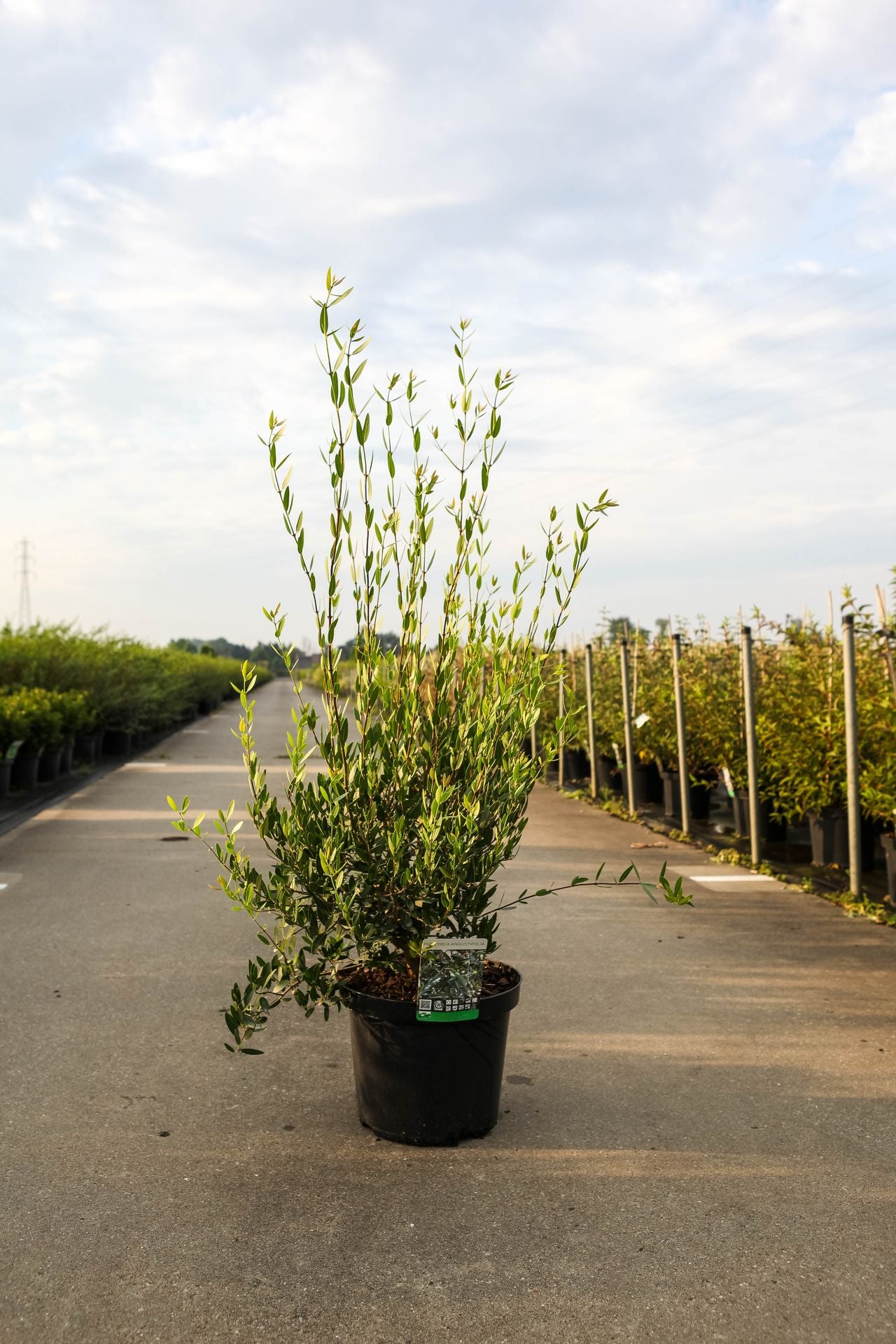 Prunus (L) lusitanica 'Angustifolia'