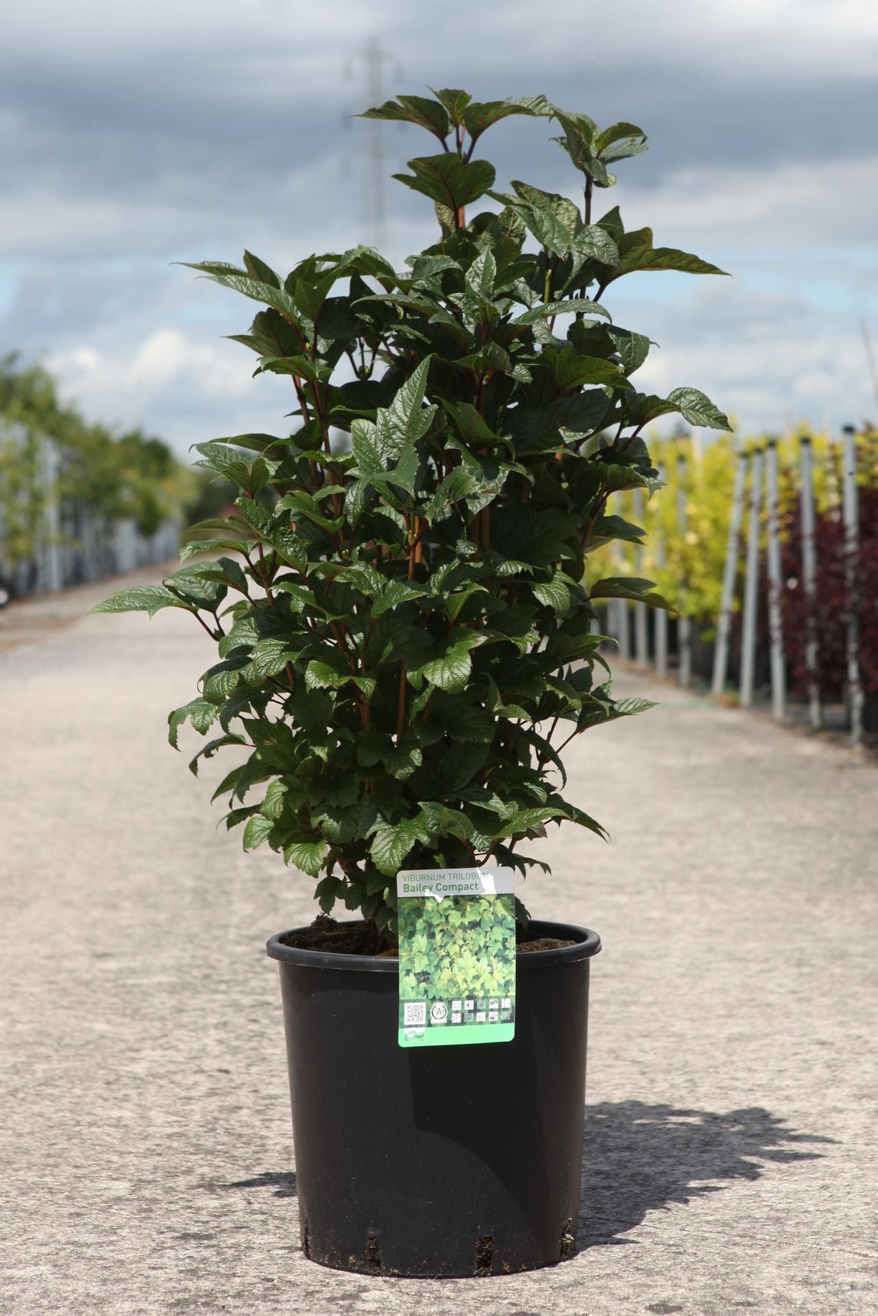 Viburnum trilobum 'Bailey Compact©'