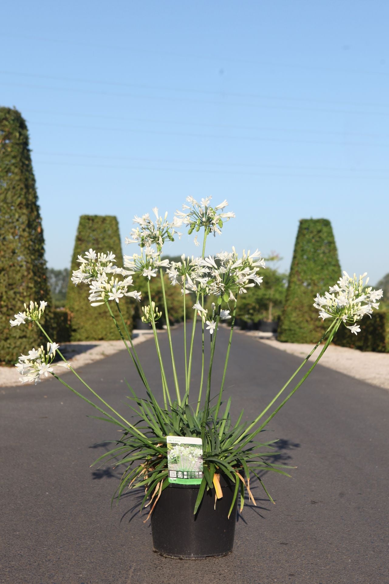 Agapanthus MI CASA (PBR)