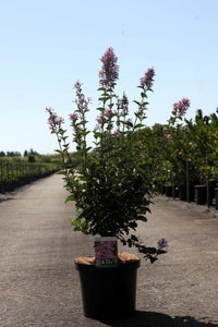 Syringa Josée