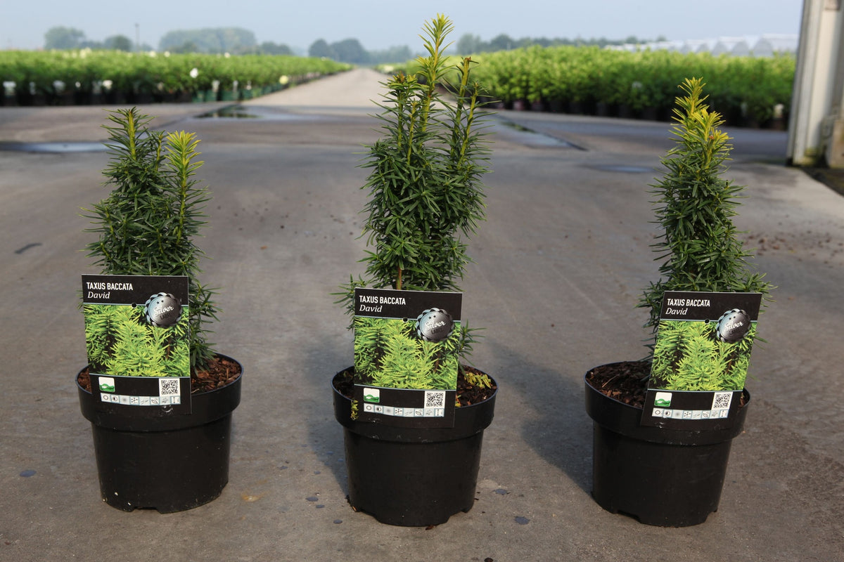 Taxus baccata 'David'