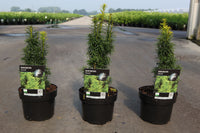 Taxus baccata 'David'