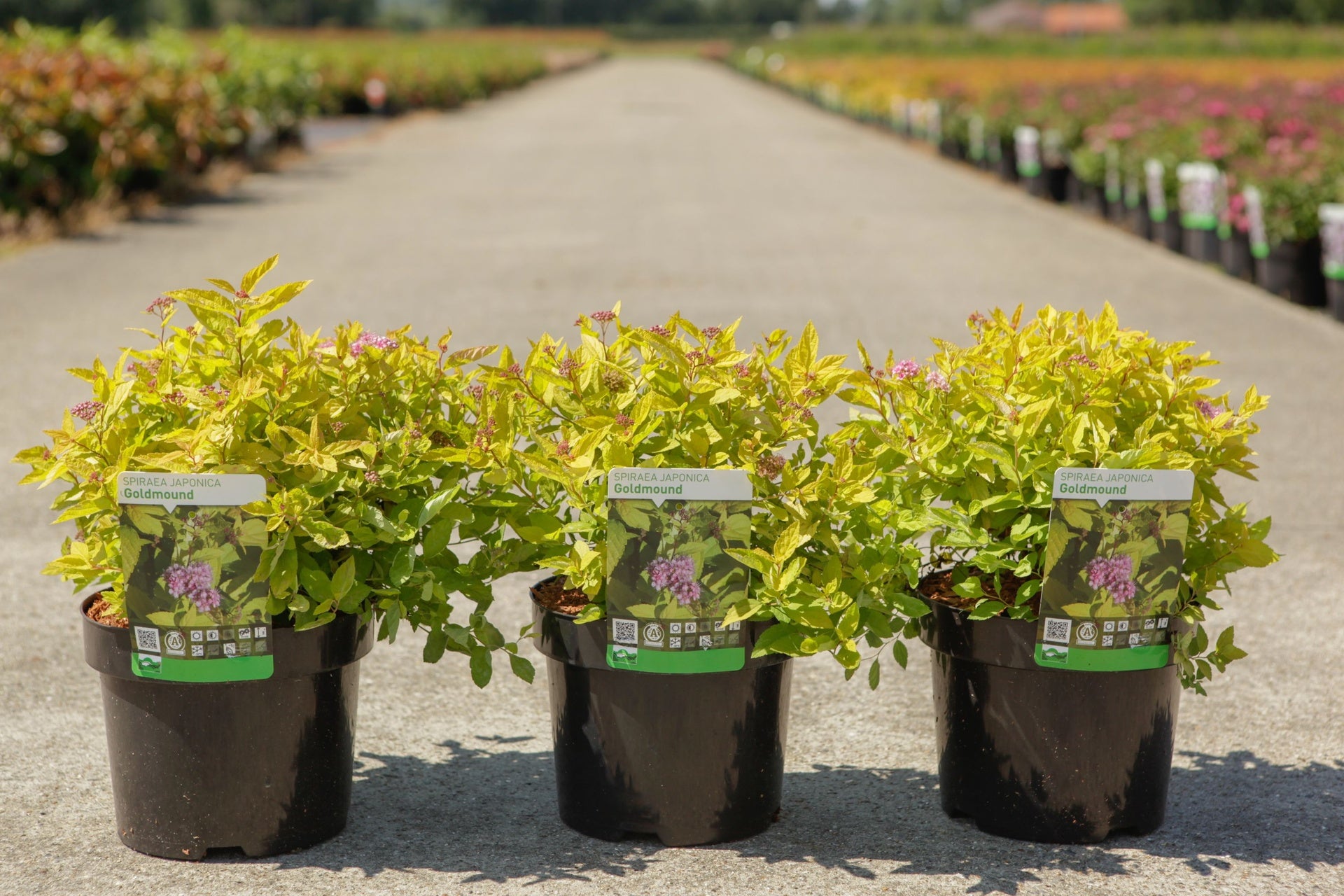 Spiraea japonica 'Goldmound'