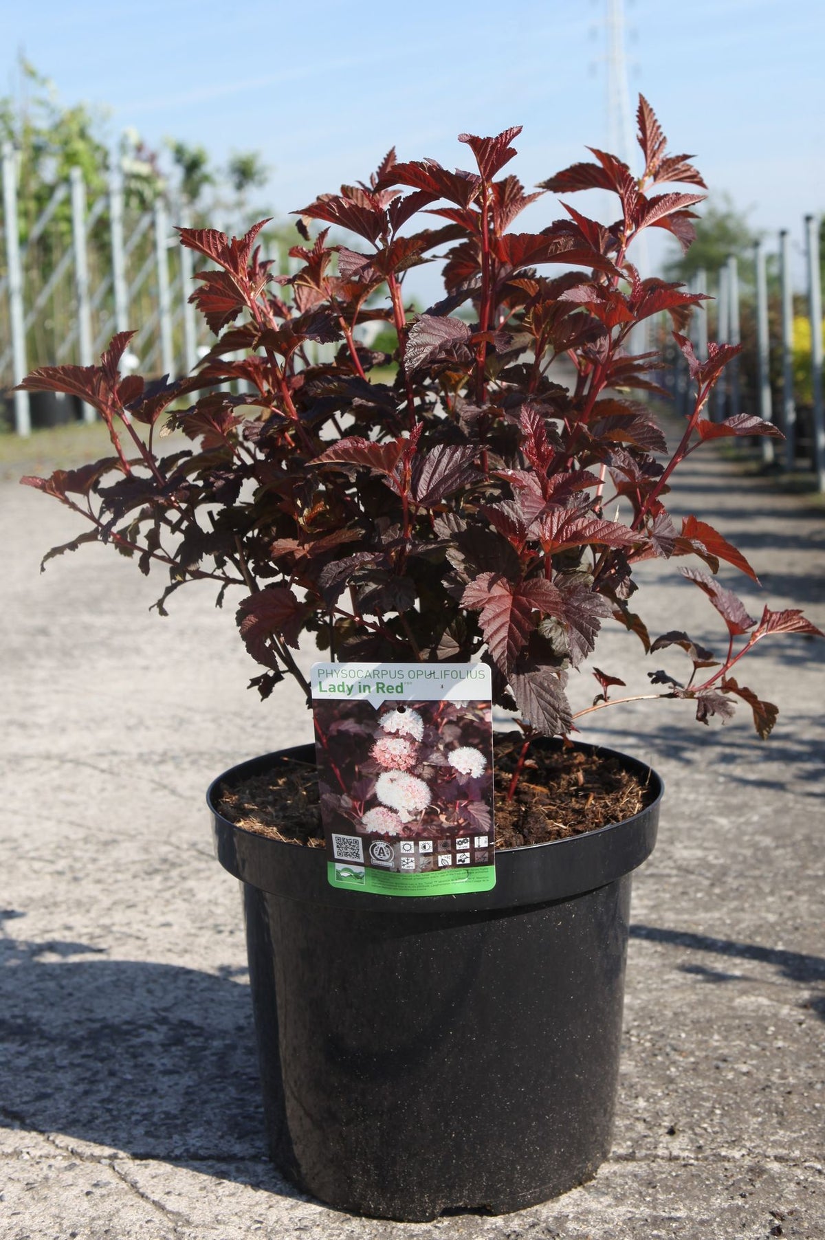 Physocarpus opulifolius LADY IN RED (PBR)
