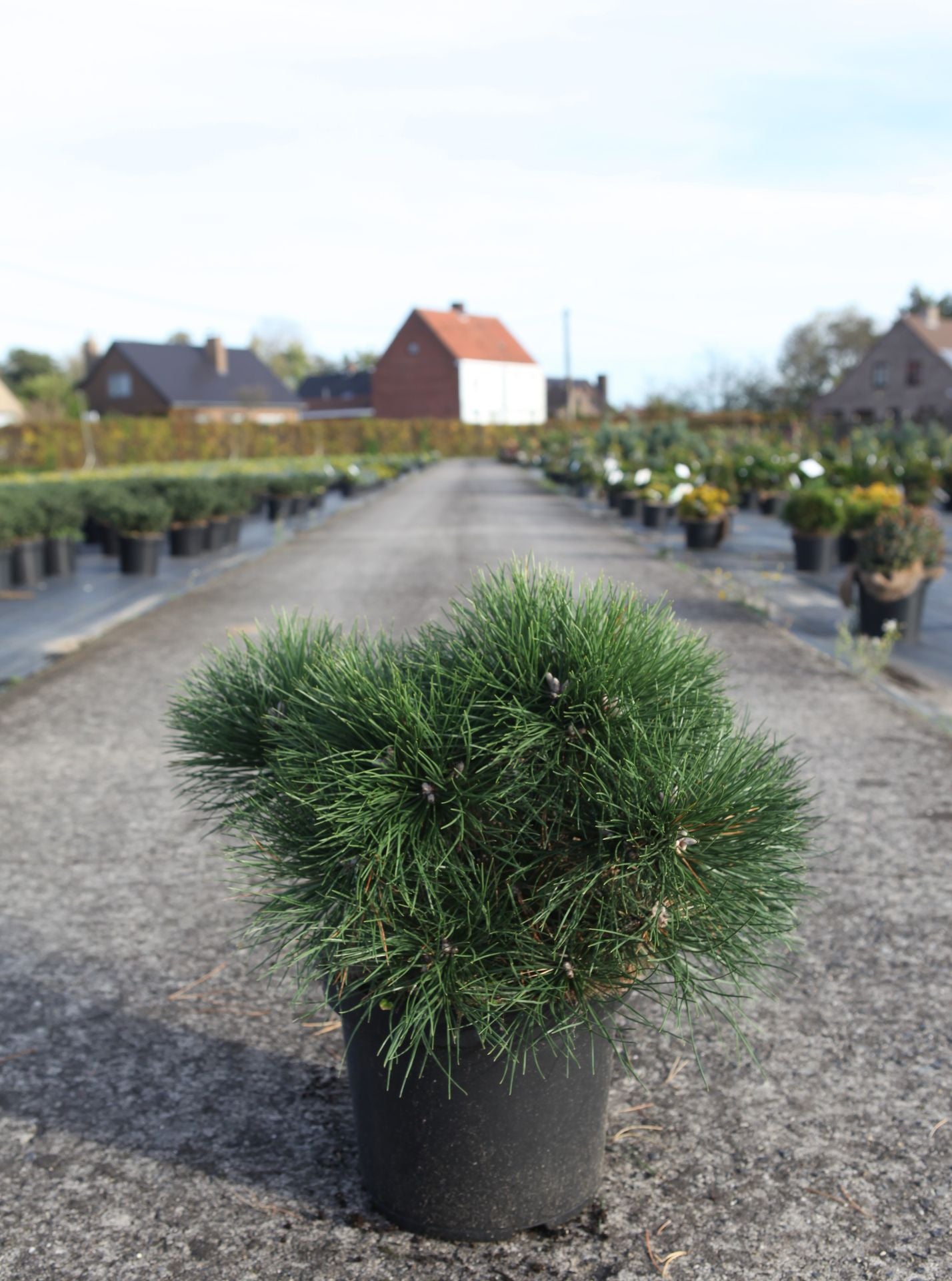 Pinus nigra 'Nana'