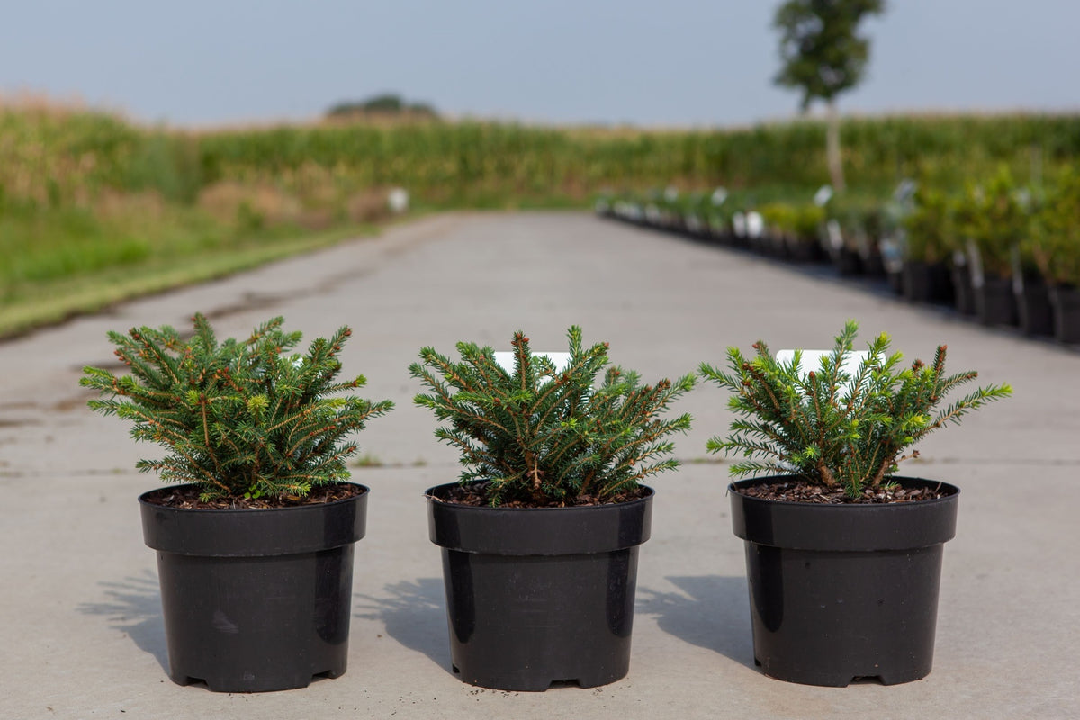 Picea abies 'Nidiformis'