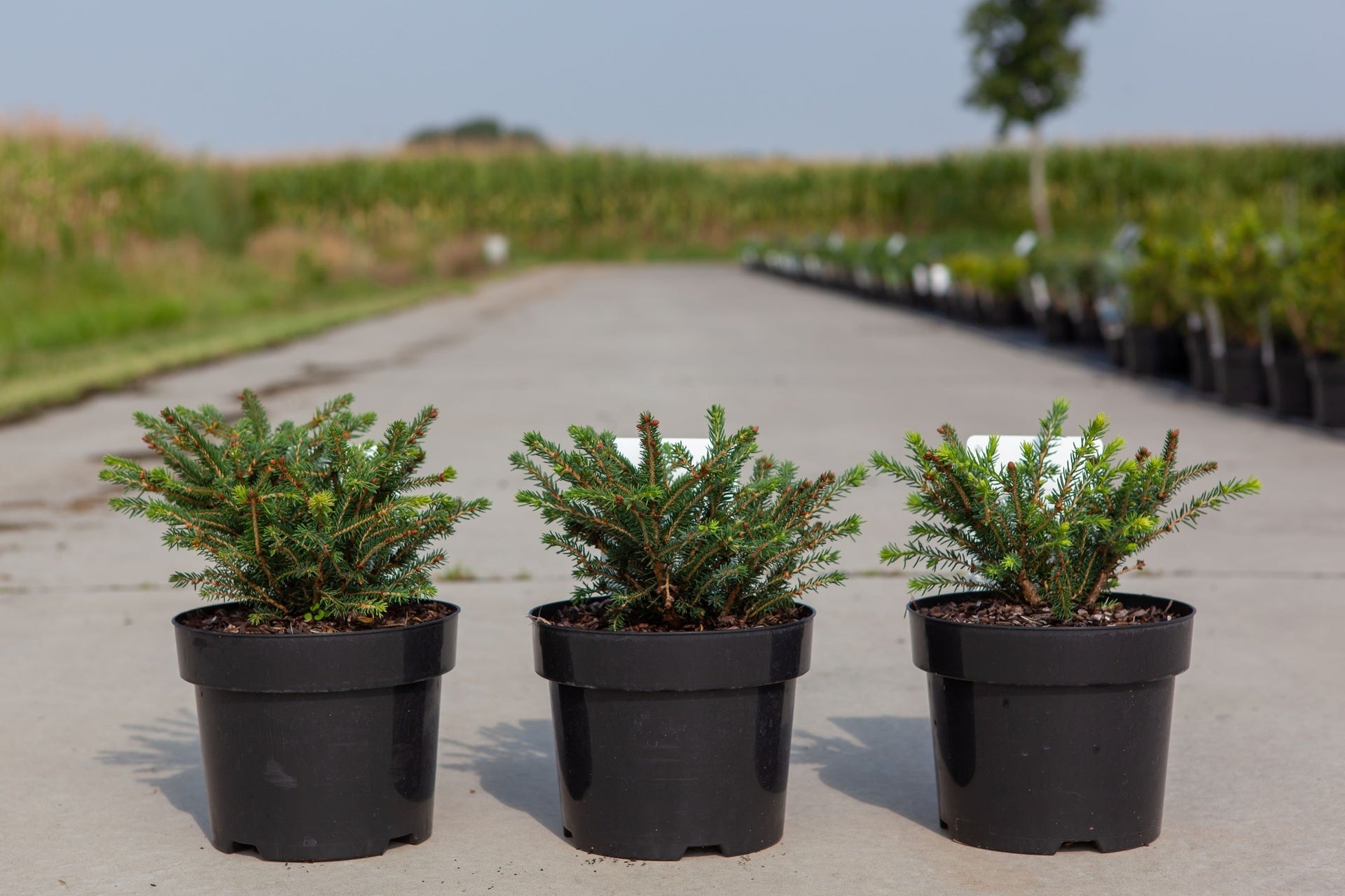 Picea abies 'Nidiformis'