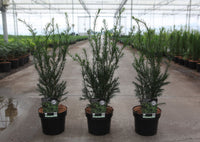 Taxus media 'Groenland'