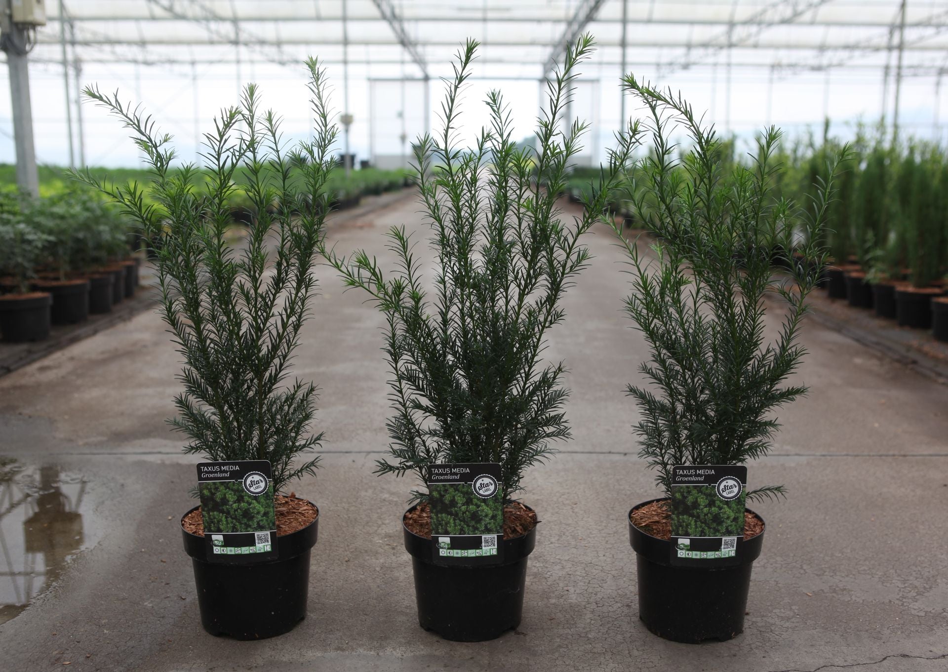 Taxus media 'Groenland'