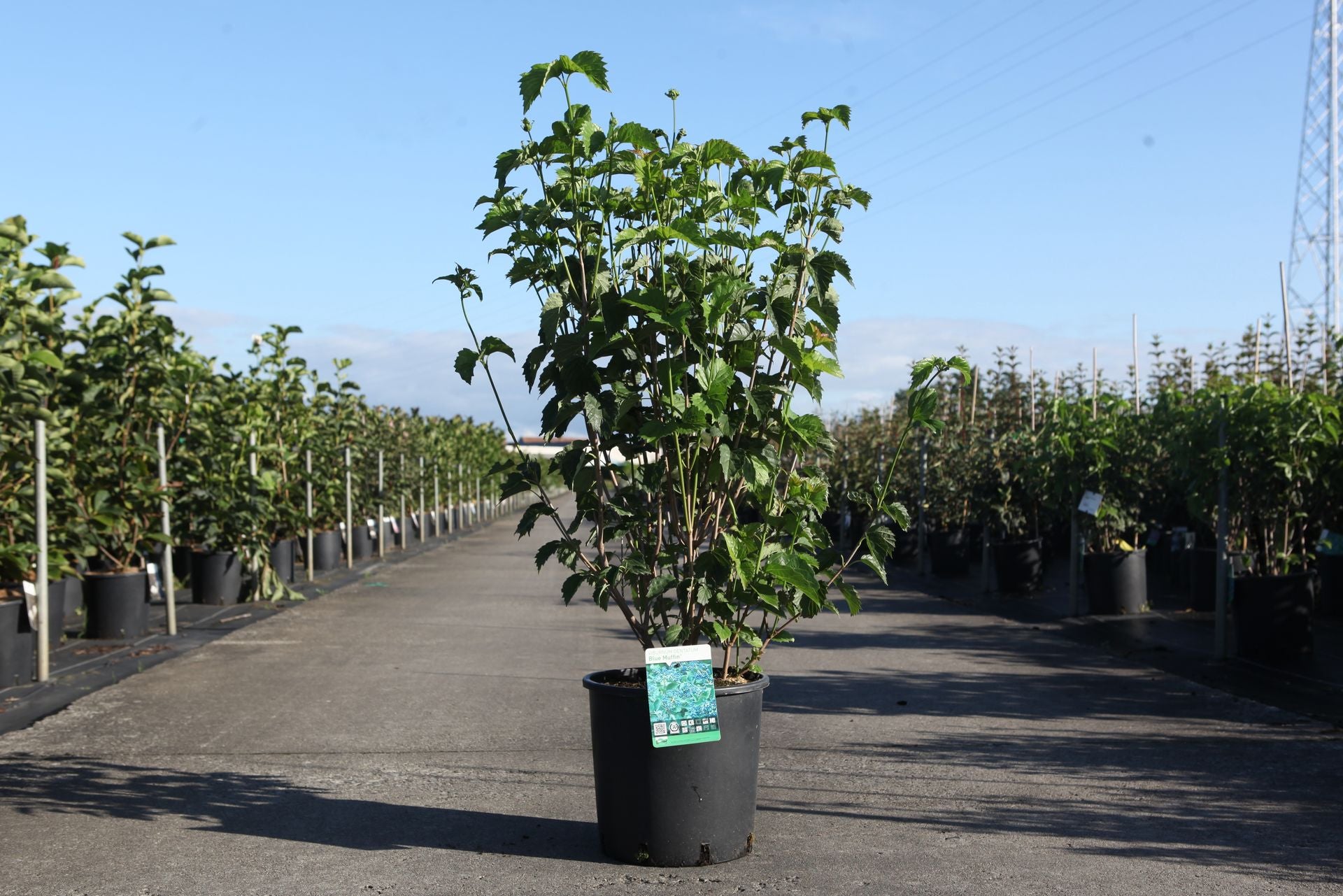 Viburnum dentatum BLUE MUFFIN©