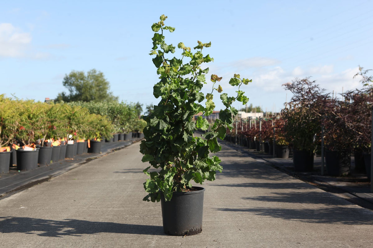 Corylus avellana MEDUSA (PBR)