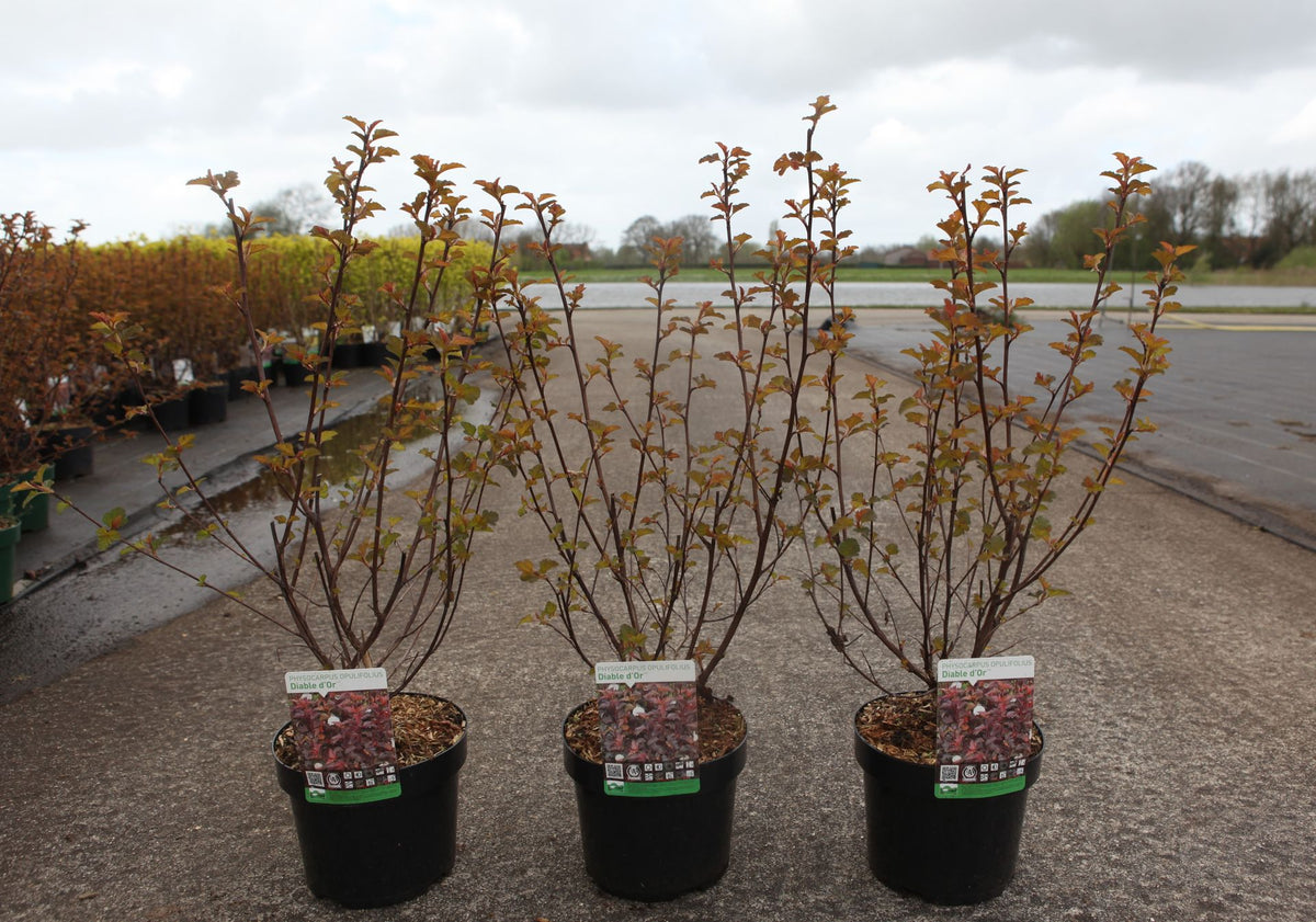Physocarpus opulifolius DIABLE D'OR© (PBR)