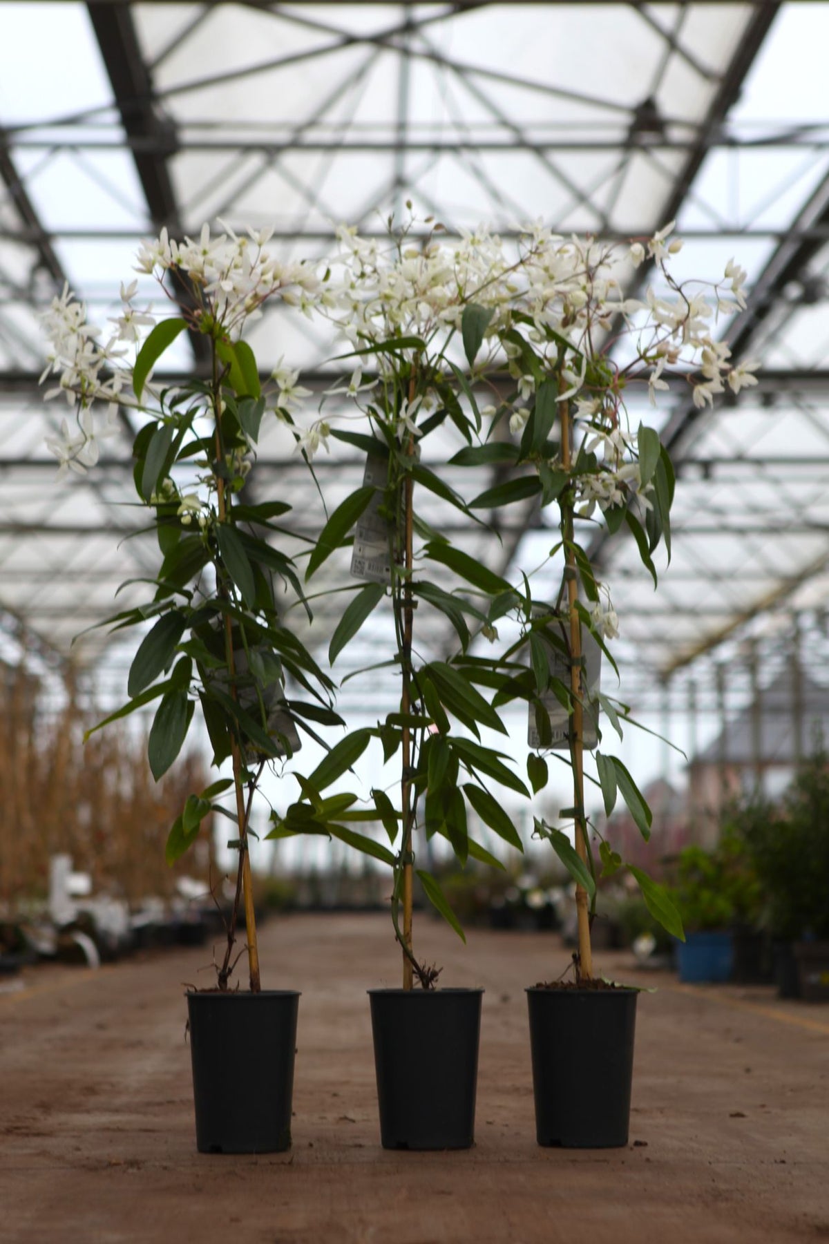 Clematis armandii