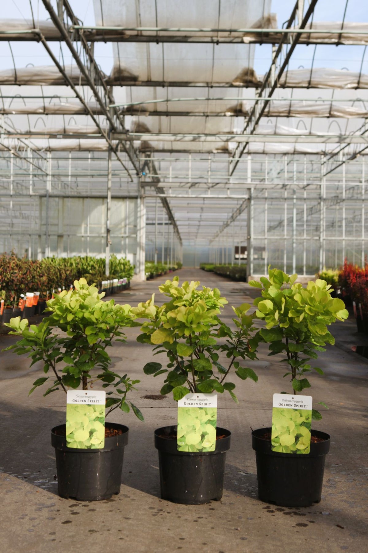 Cotinus coggygria GOLDEN SPIRIT (PBR)