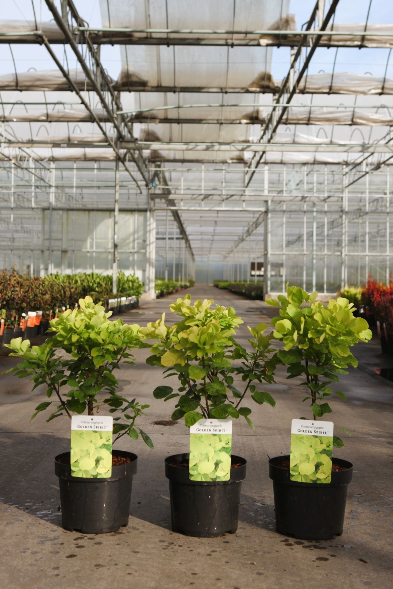 Cotinus coggygria GOLDEN SPIRIT (PBR)