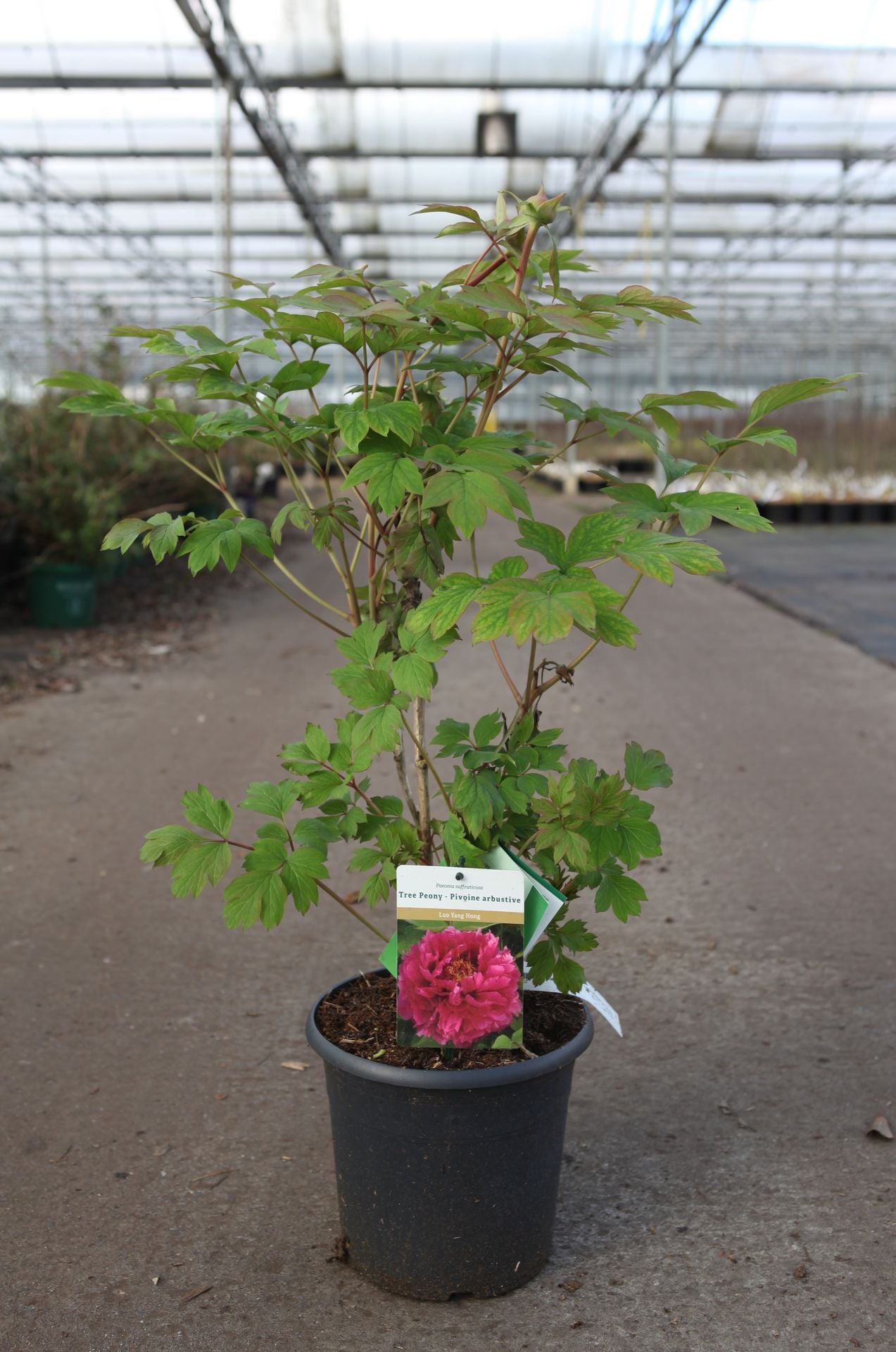 Paeonia suffruticosa 'Luo Yang Hong'