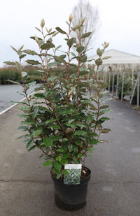 Elaeagnus ebbingei 'Compacta'