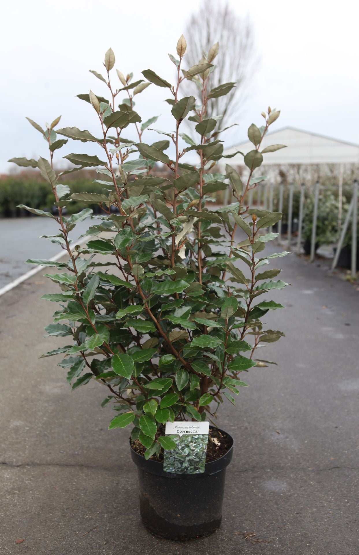 Elaeagnus ebbingei 'Compacta'