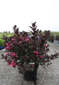 Weigela florida 'Alexandra' (PBR)
