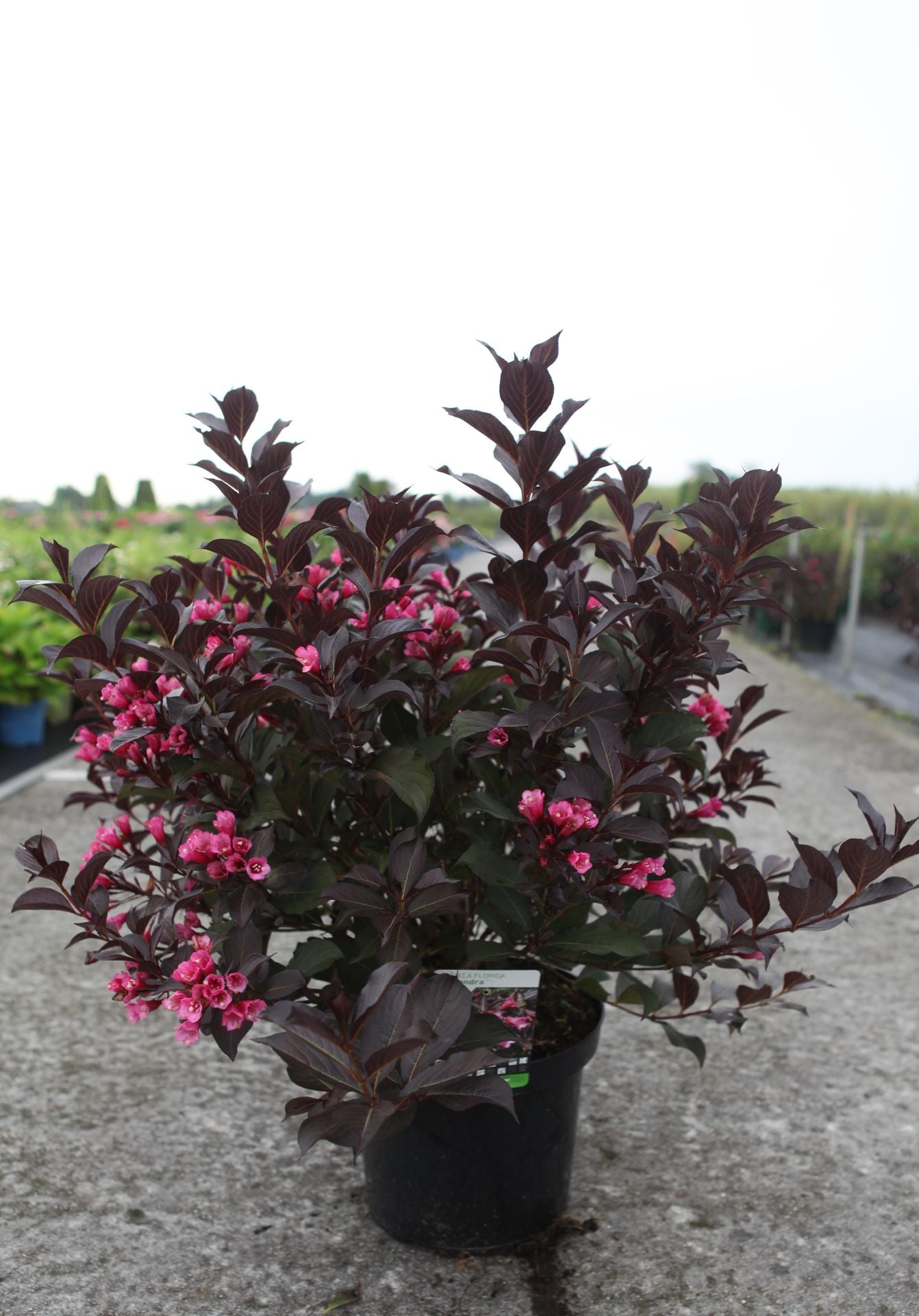 Weigela florida 'Alexandra' (PBR)