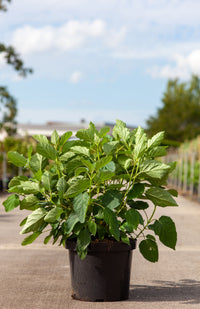 Hydrangea arborescens ‘Annabelle’ bushy plant with strong stems and lush green foliage before flowering