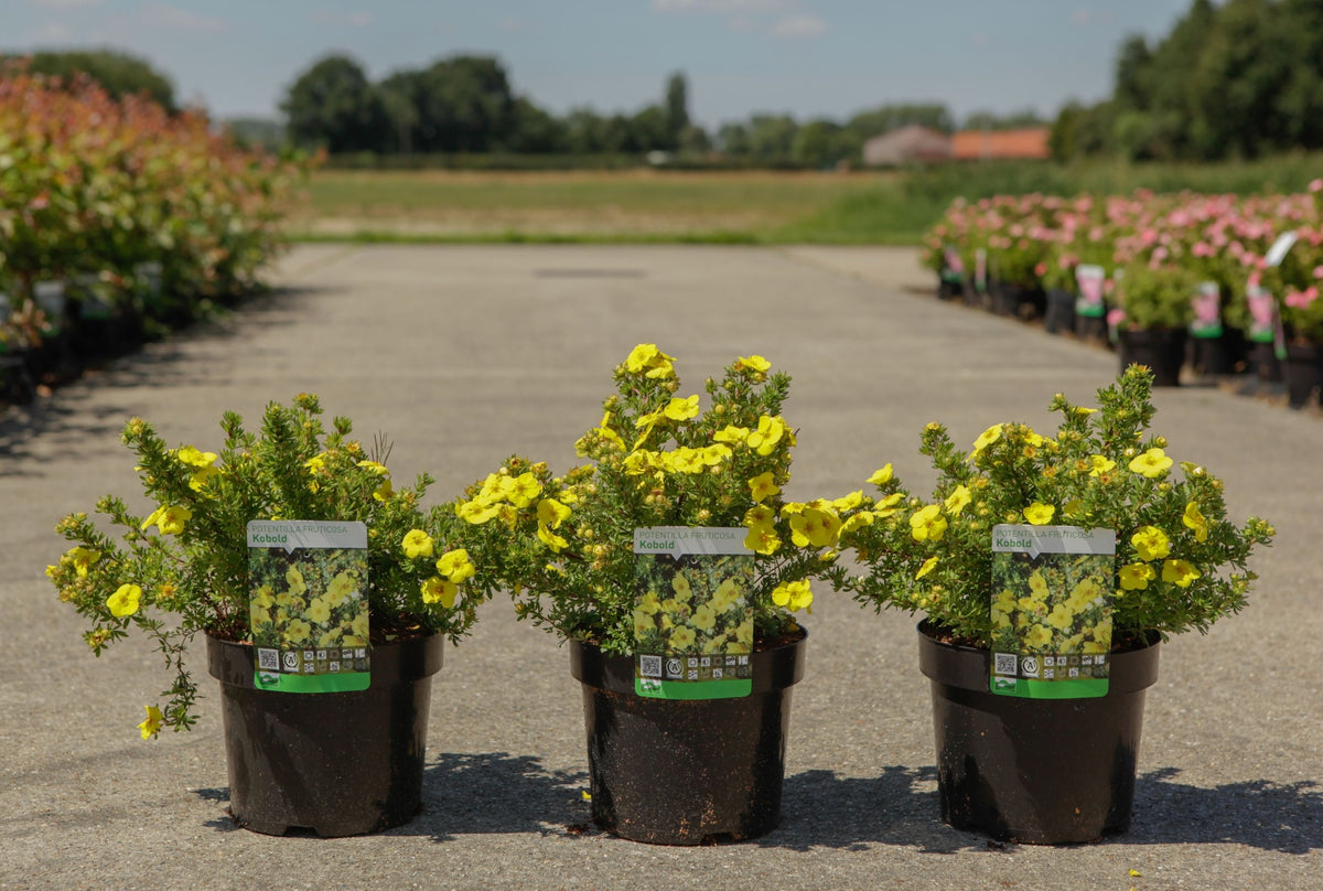 Potentilla fruticosa 'Kobold'