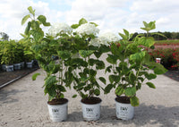 Hydrangea arborescens white Annabelle hydrangea with strong stems, large dome-shaped blooms and green foliage in pots