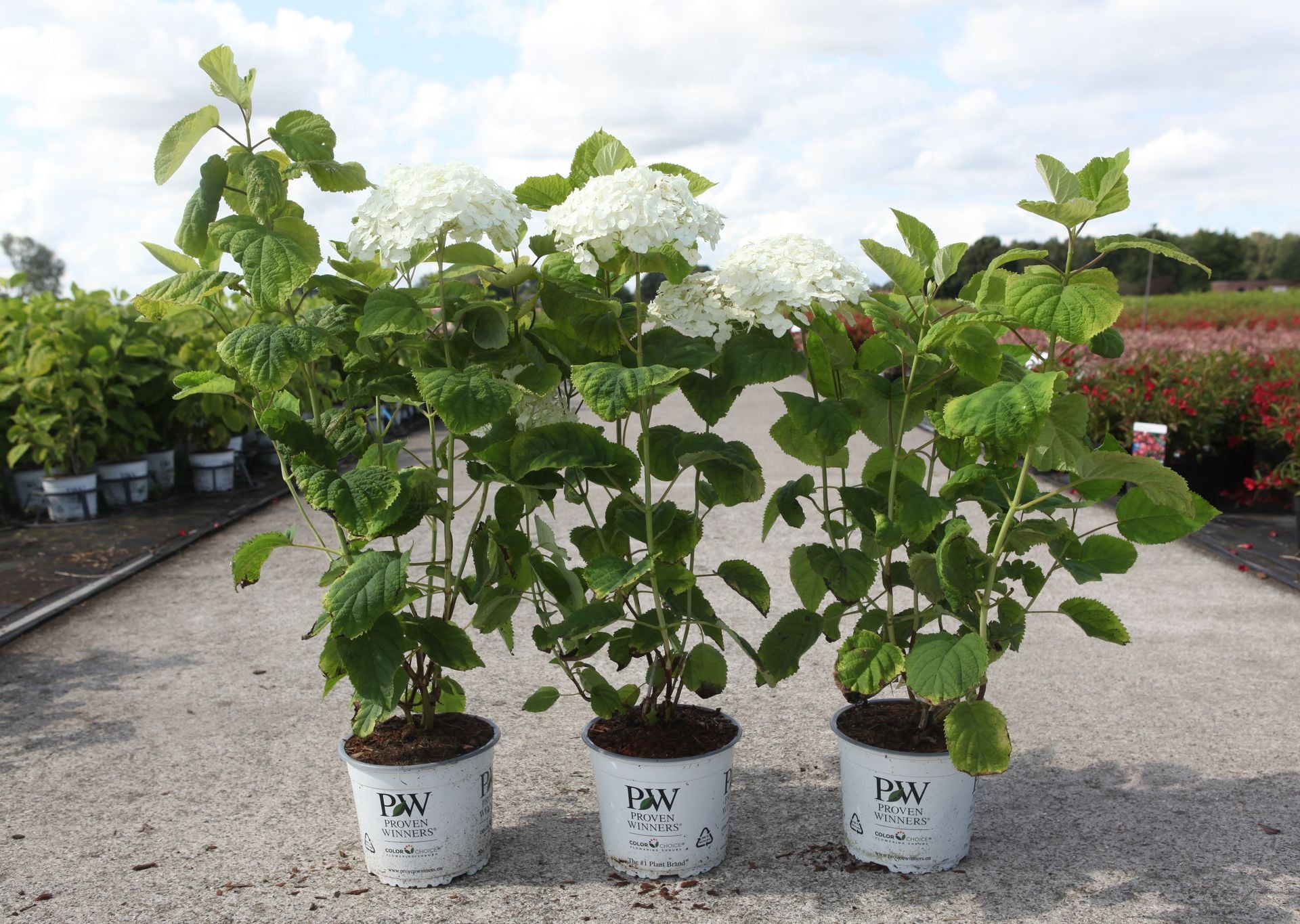 Hydrangea arborescens white Annabelle hydrangea with strong stems, large dome-shaped blooms and green foliage in pots