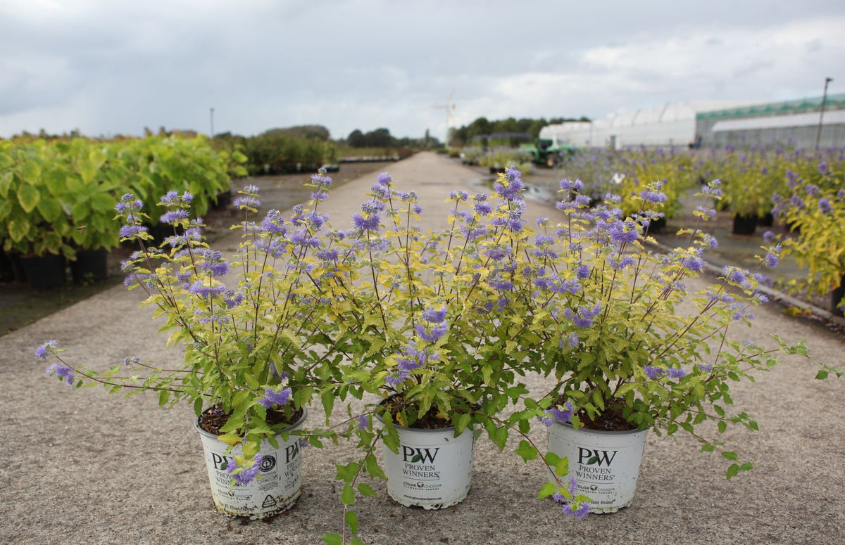 Caryopteris incana Proven Winners© SUNNY BLUE