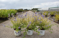 Caryopteris incana Proven Winners© SUNNY BLUE