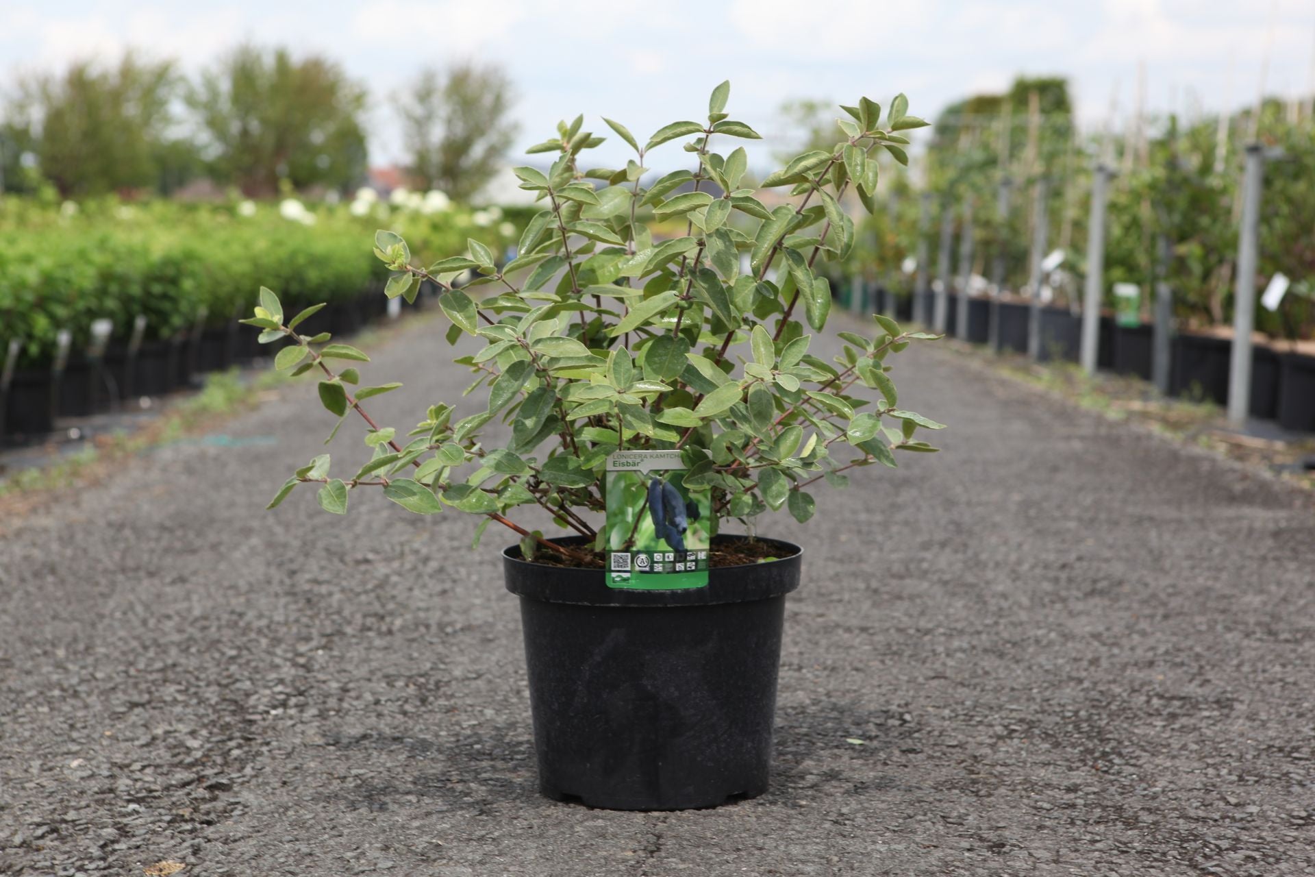 Lonicera kamtschatica 'Eisbar'