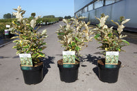 Elaeagnus ebbingei 'Viveleg' (PBR)