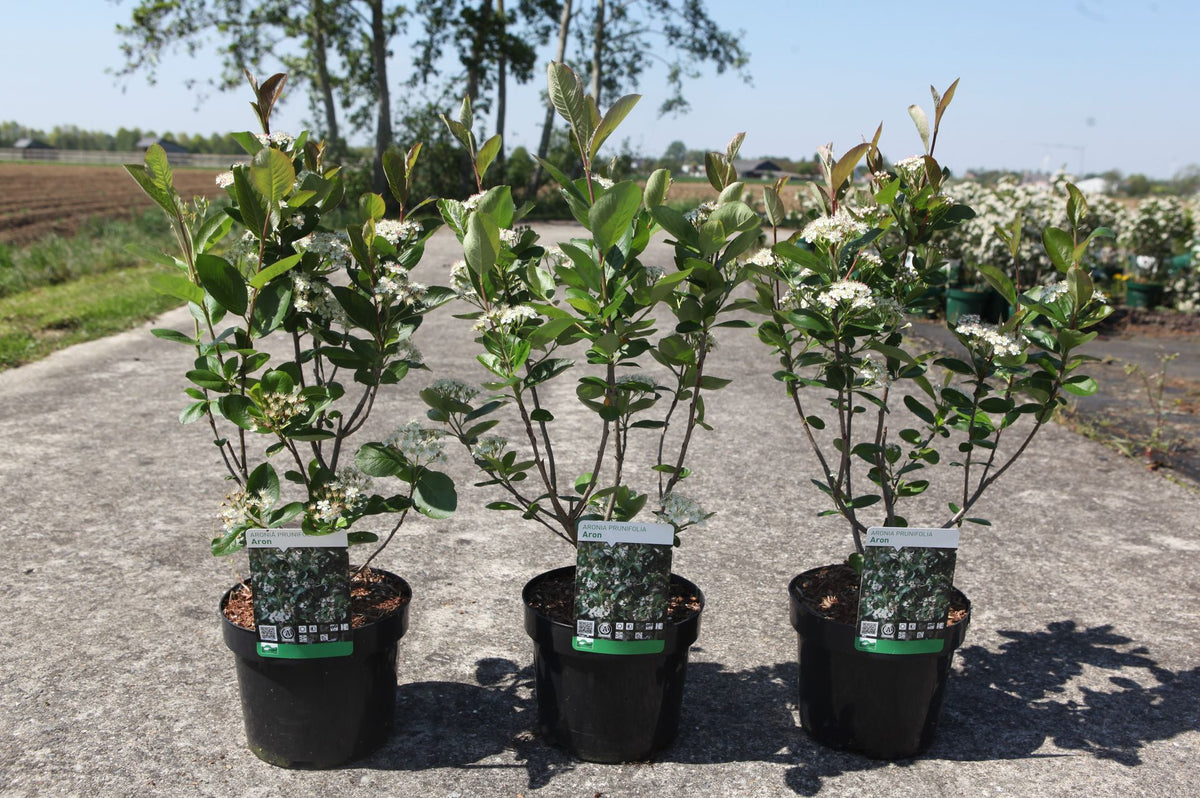 Aronia prunifolia 'Aron'