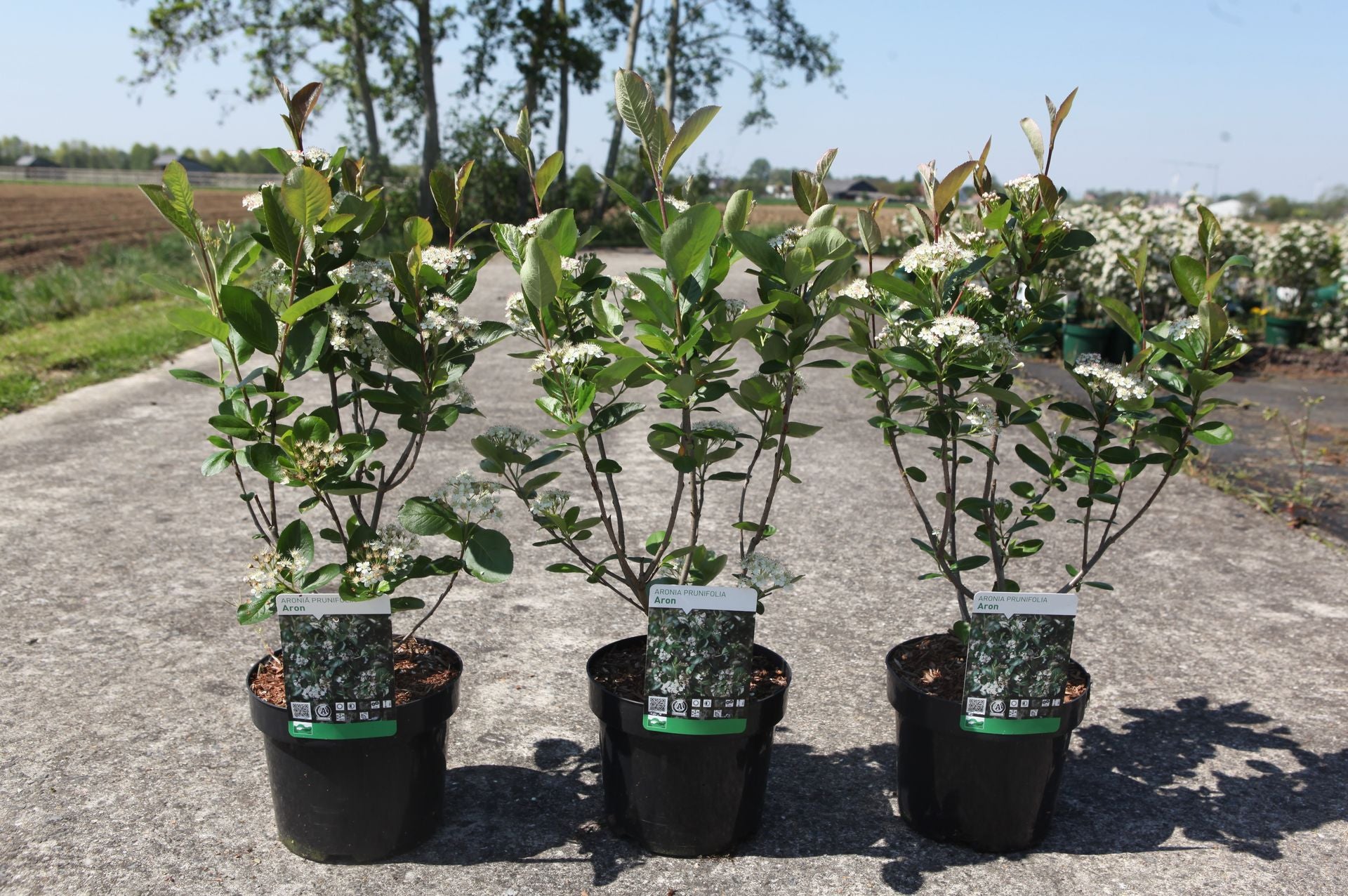Aronia prunifolia 'Aron'
