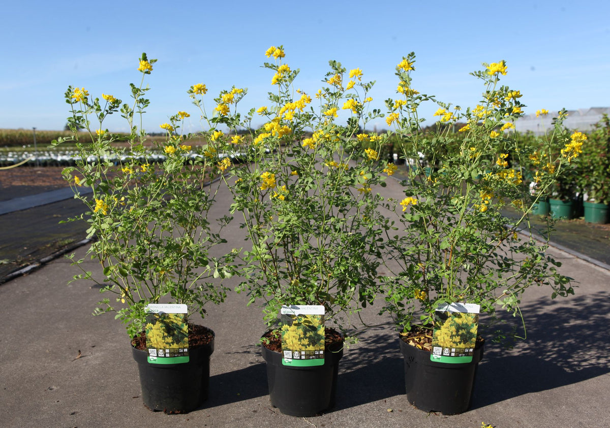 Coronilla valentina glauca