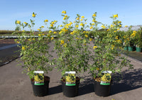Coronilla valentina glauca