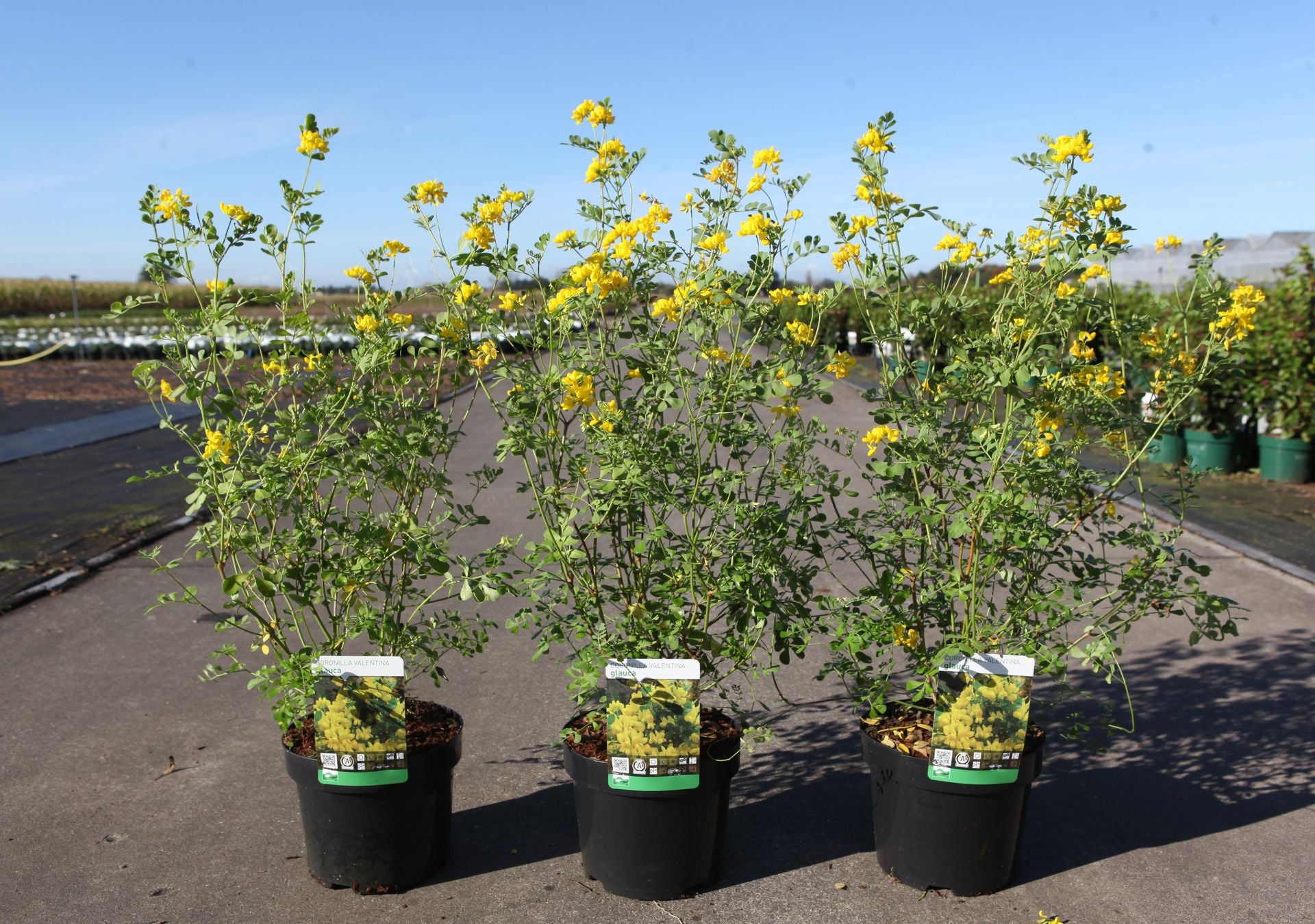 Coronilla valentina glauca