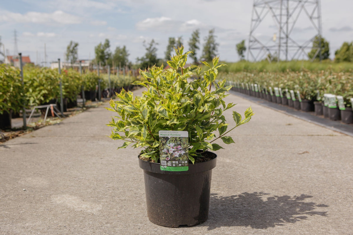 Weigela florida MAGICAL RAINBOW