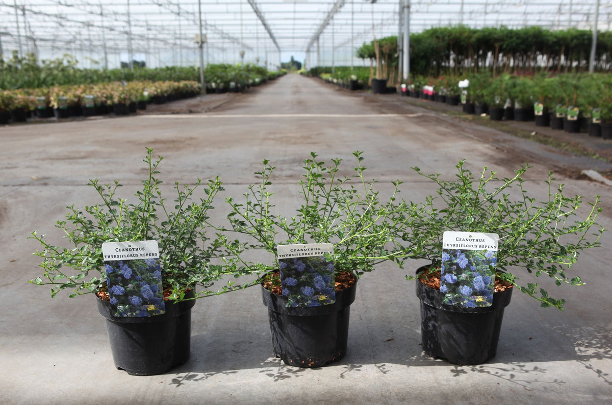 Ceanothus thyrsiflorus repens