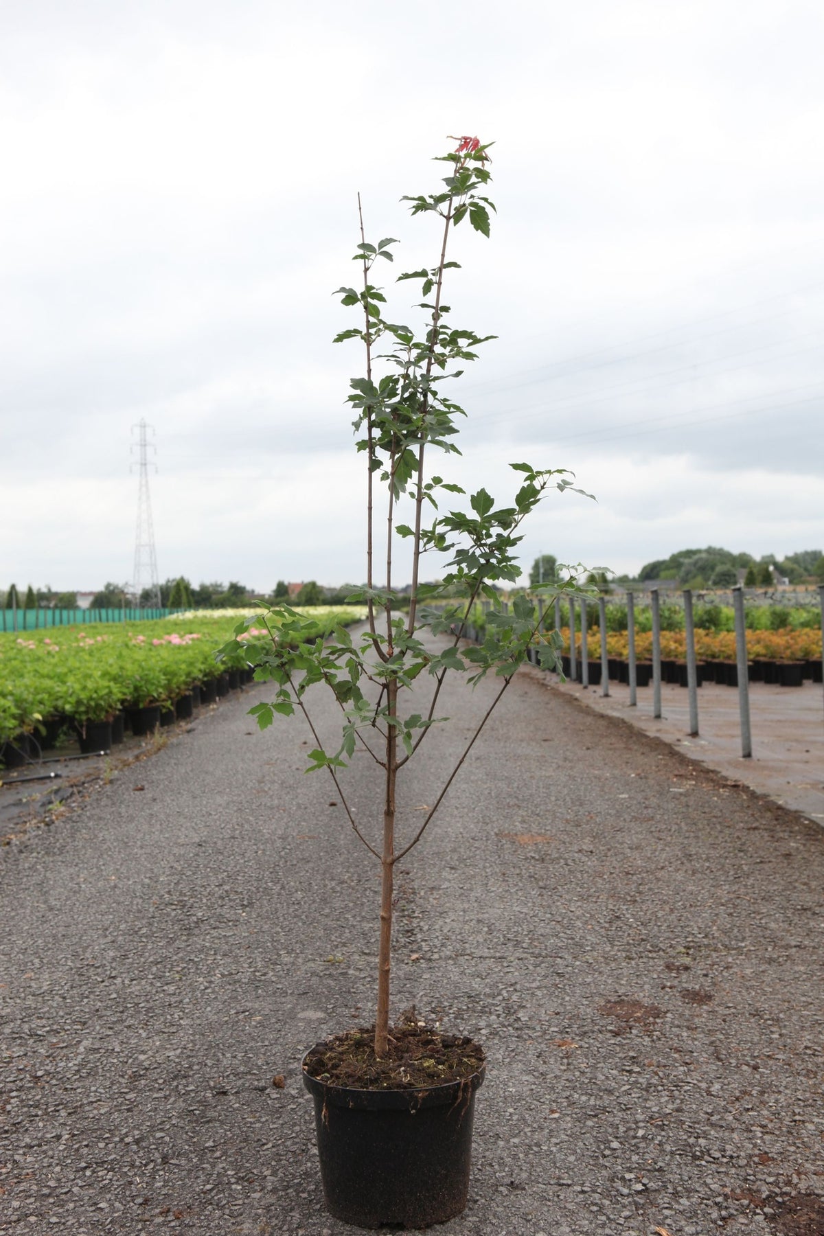 Acer griseum