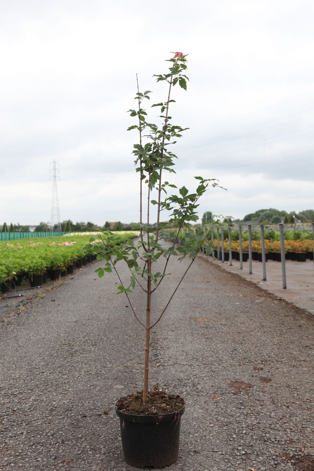 Acer griseum