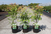 Sorbaria sorbifolia 'Sem' (PBR)