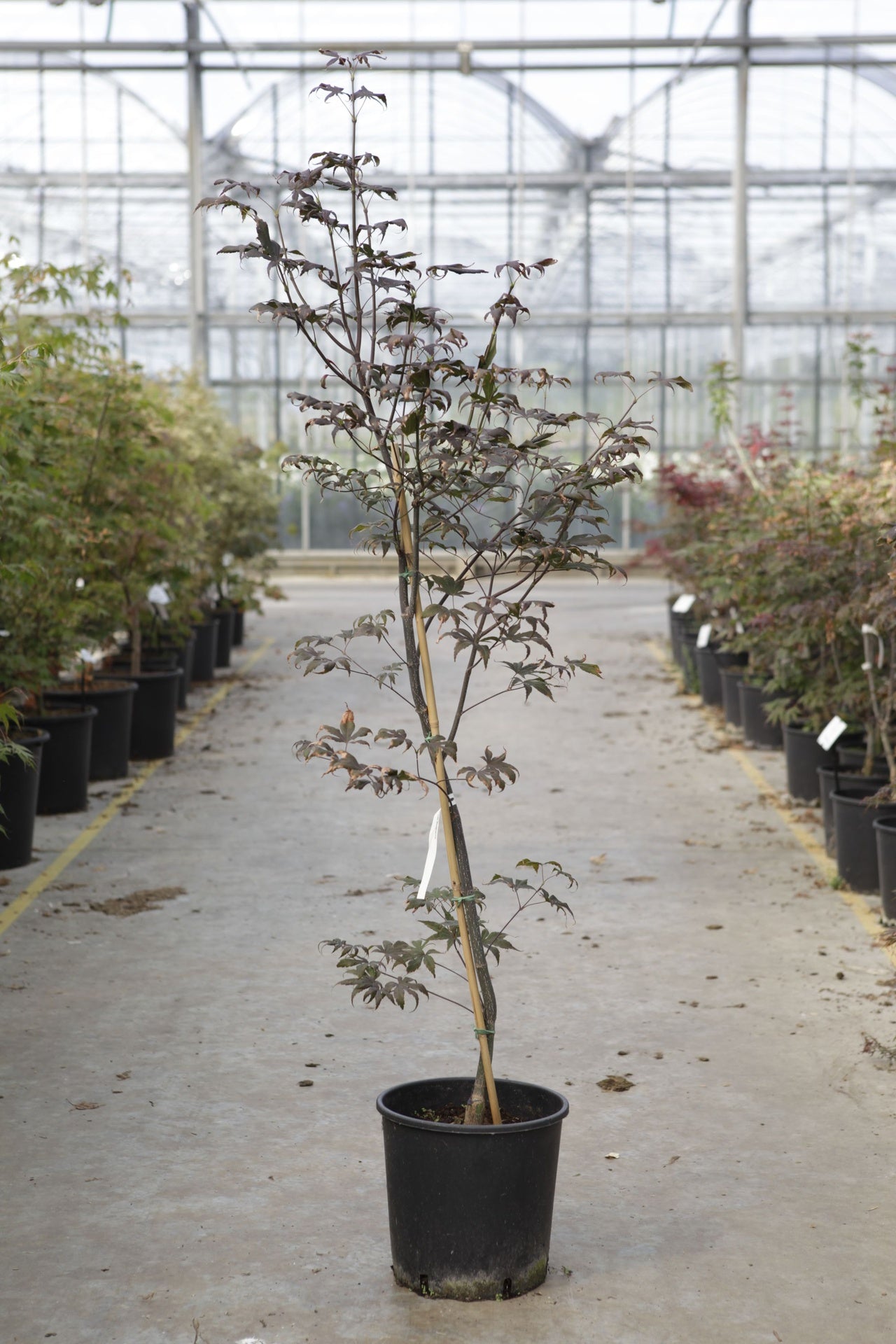Acer palmatum 'Bloodgood'