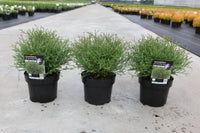 Thuja occidentalis 'Mr Bowling Ball'