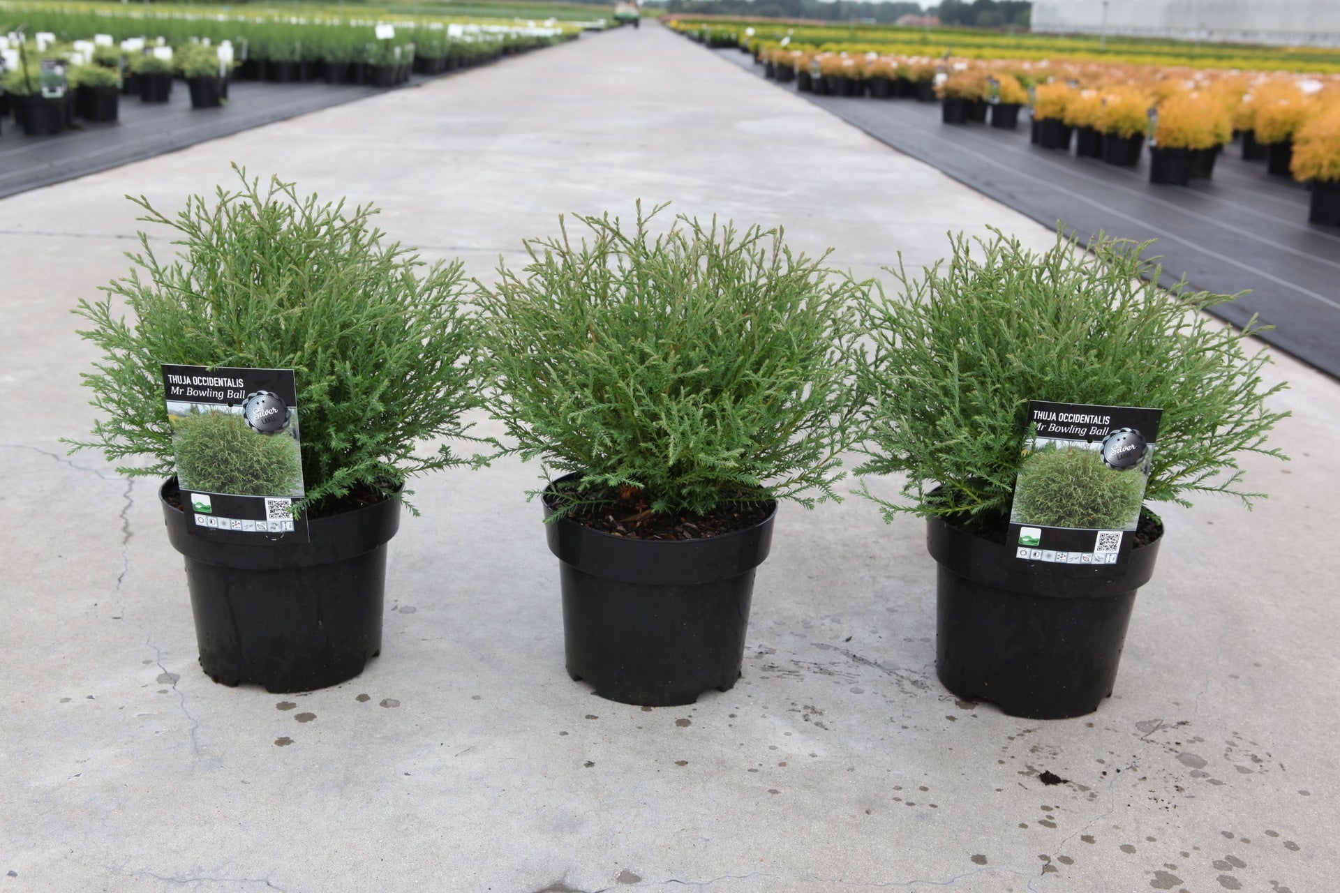 Thuja occidentalis 'Mr Bowling Ball'