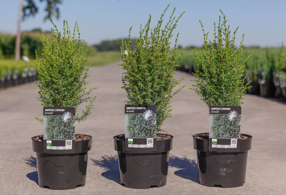 Juniperus communis 'Arnold'